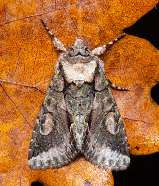 Allophyes oxyacanthae - galagonyabagoly
