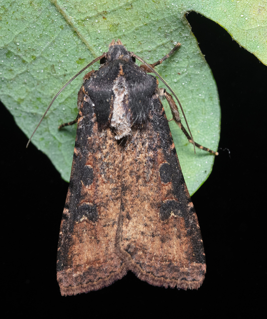 Peridroma saucia - vándor földibagoly