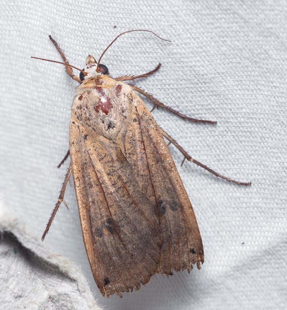 Noctua pronuba - nagy sárgafűbagoly