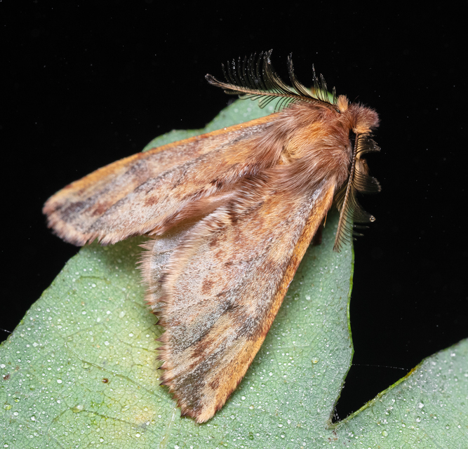 Ptilophora plumigera - tollas púposszövő