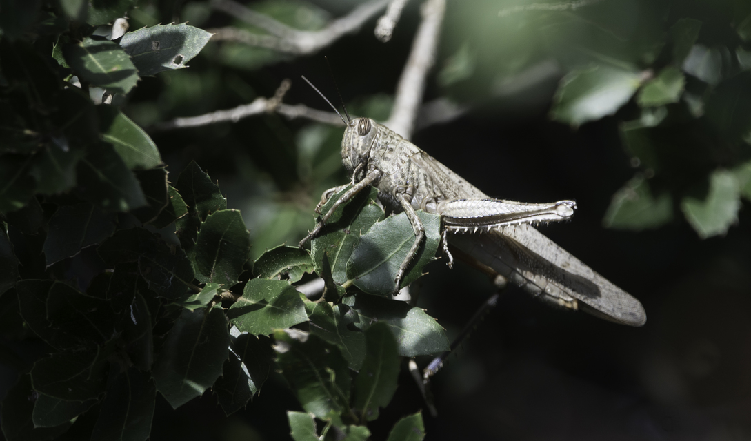 Anacridium aegyptium - egyiptomi sáska