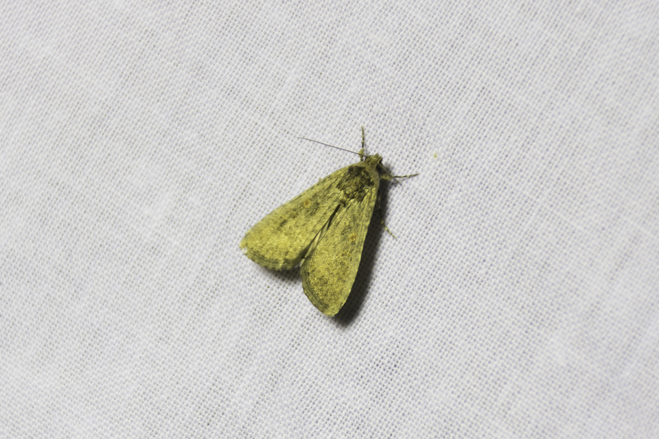 Spodoptera exigua - apró jegyesbagoly