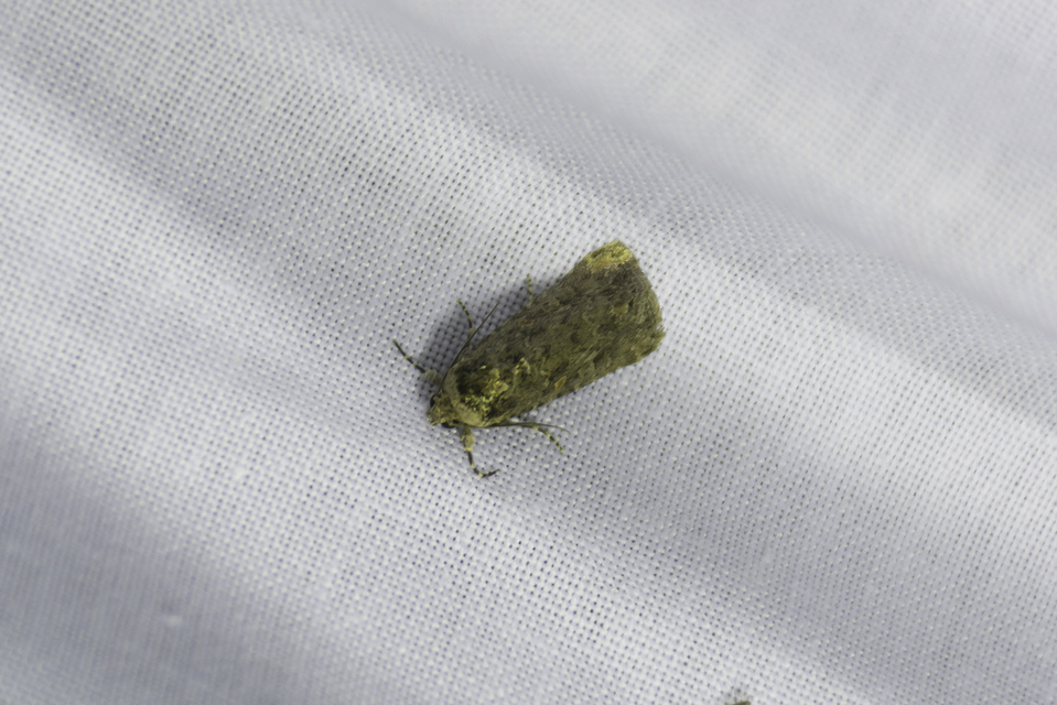 Spodoptera exigua - apró jegyesbagoly