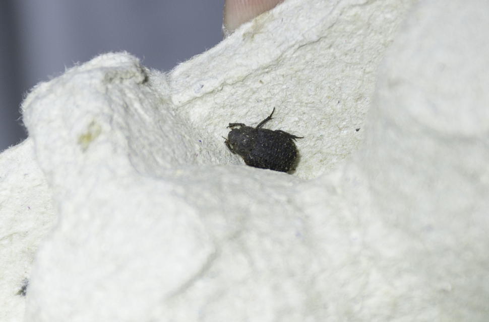 Trox sabulosus - közönséges irhabogár