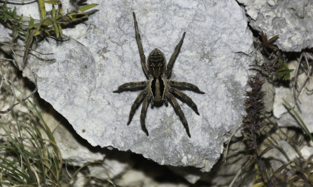 Lycosa