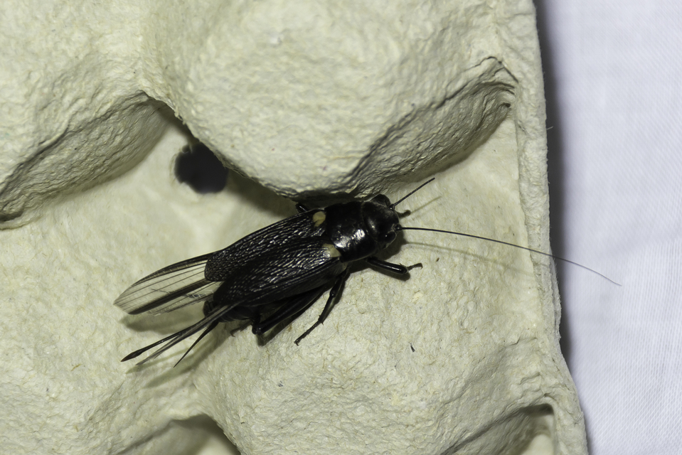 Gryllus bimaculatus