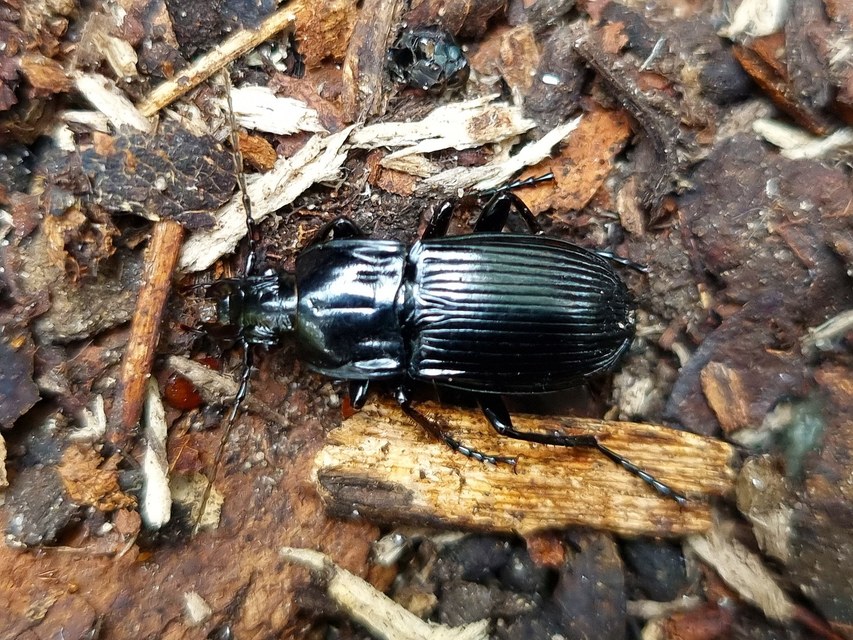 Abax parallelepipedus - félbordás szélesfutó