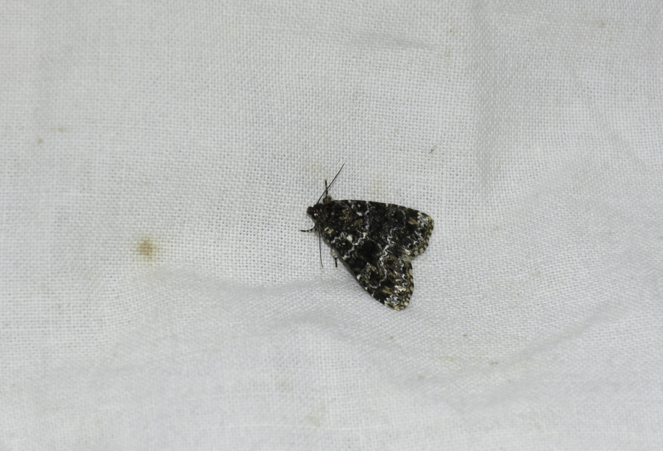Callopistria latreillei - gyöngypettyes bagoly