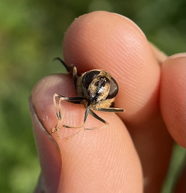 Eristalis pertinax - sárgalábfejű herelégy