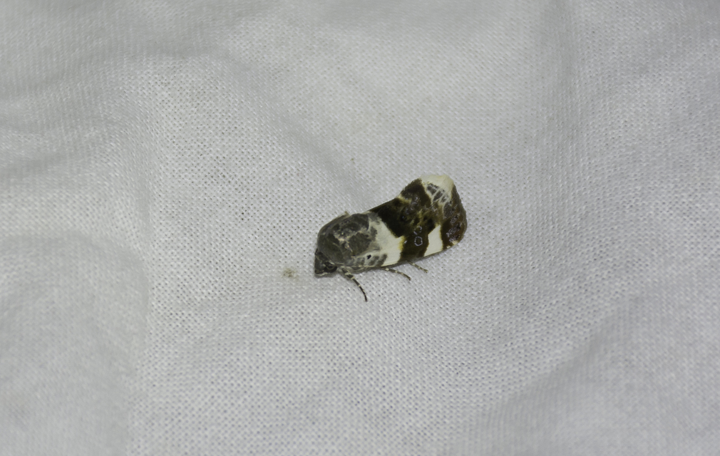 Acontia lucida - fehér nappalibagoly