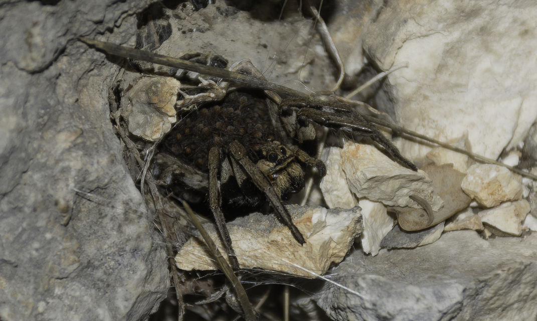 Lycosa