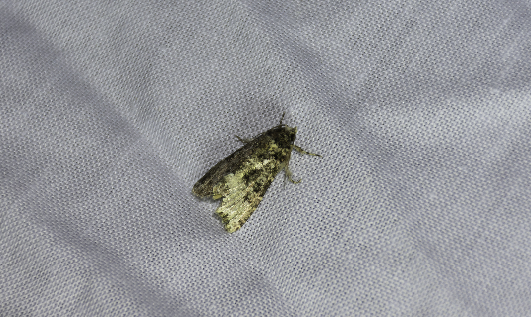 Callopistria
