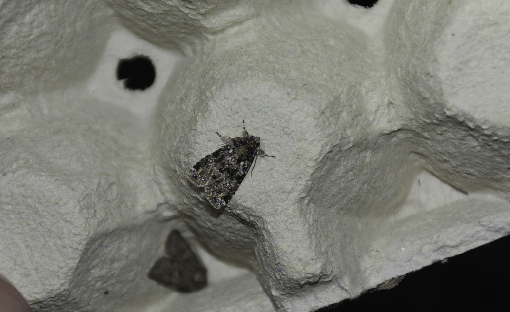 Callopistria latreillei - gyöngypettyes bagoly