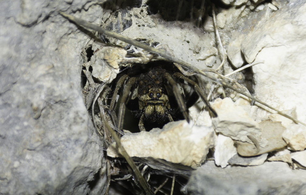 Lycosa