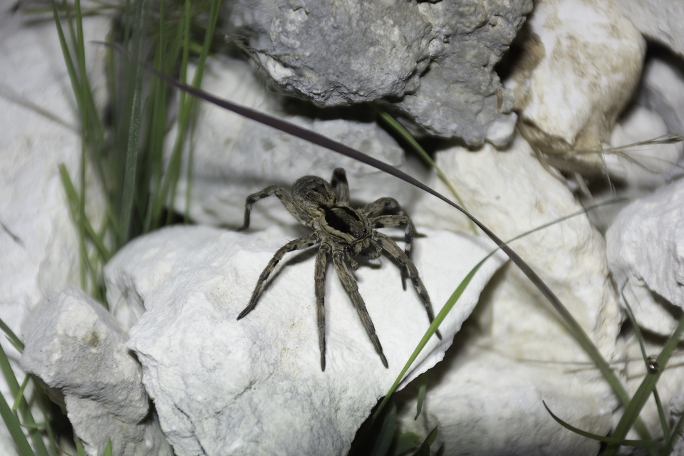 Lycosa