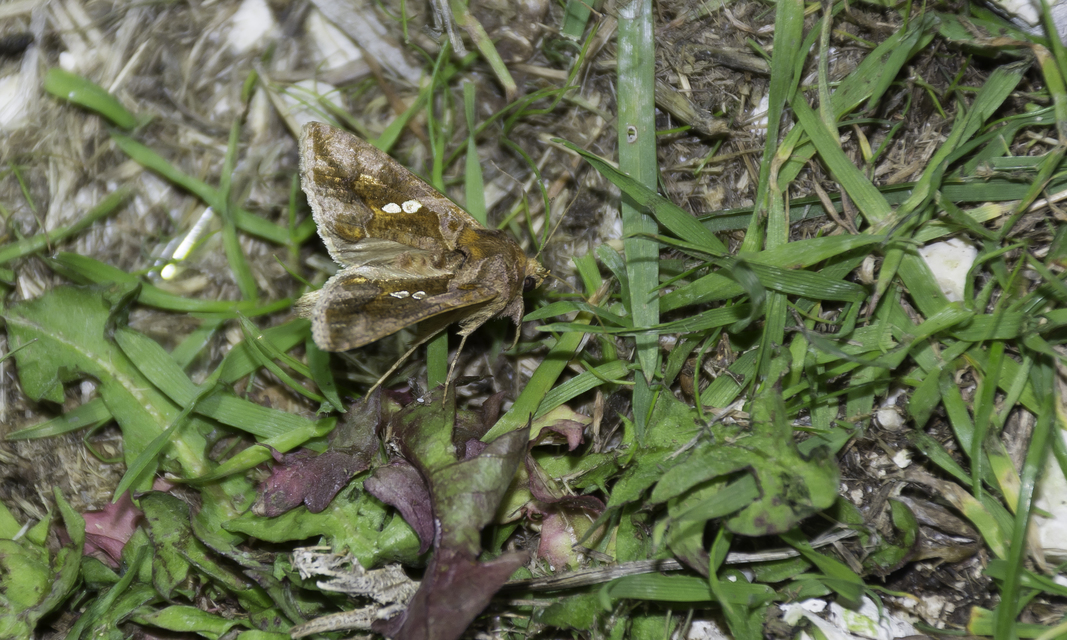 Chrysodeixis