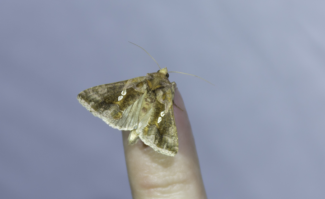 Chrysodeixis