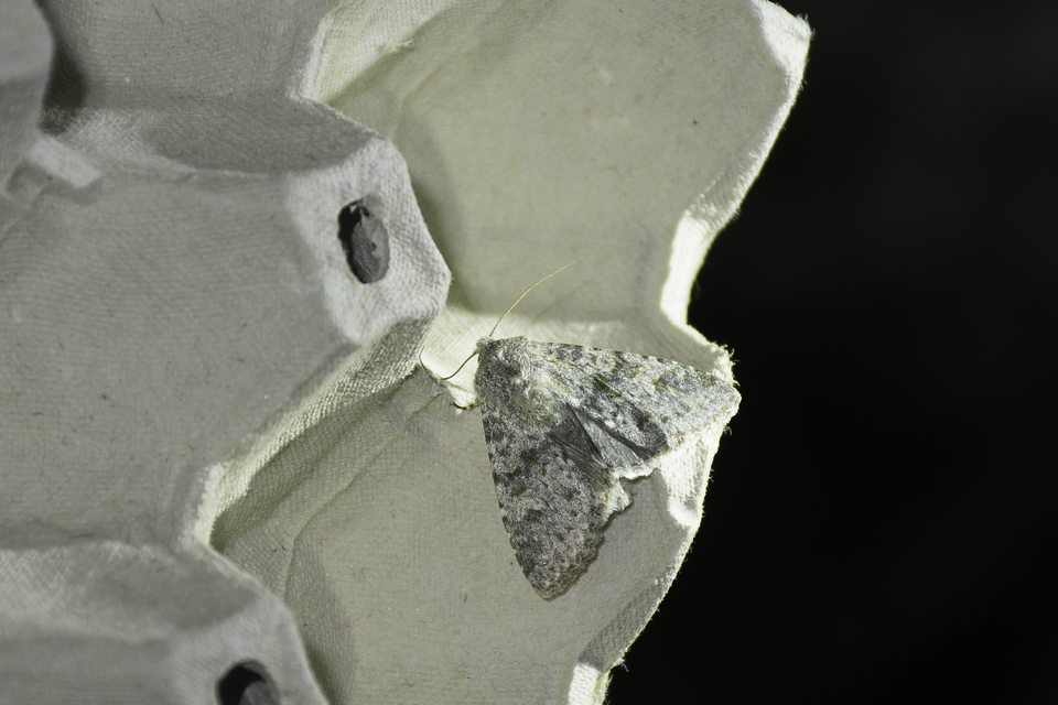 Polymixis