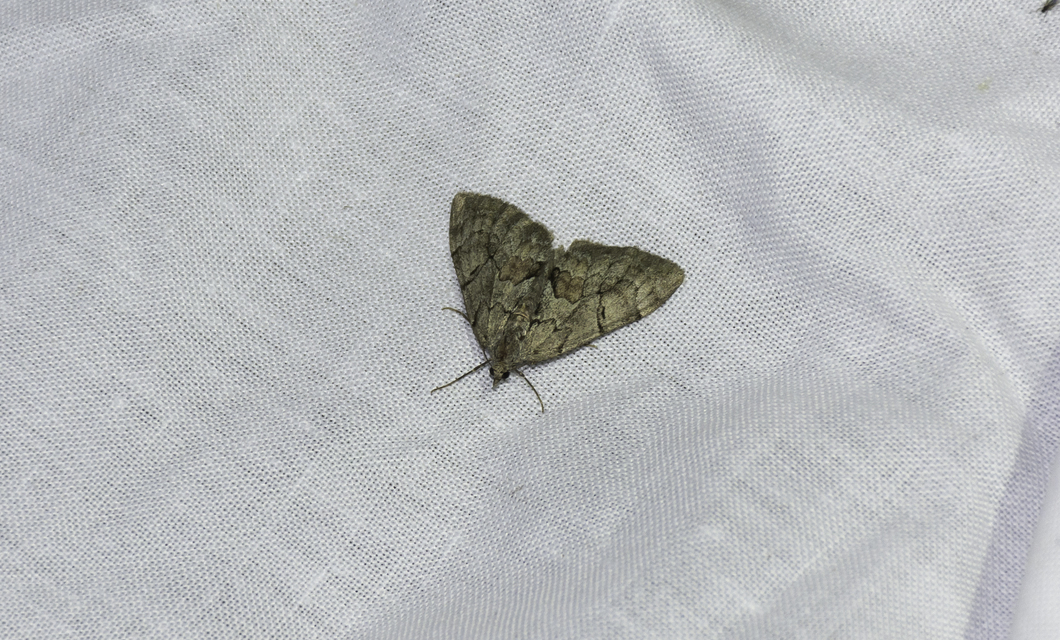 Pennithera firmata - sárgásvörös fenyőaraszoló