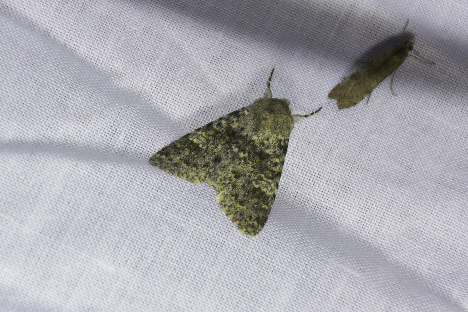 Polymixis