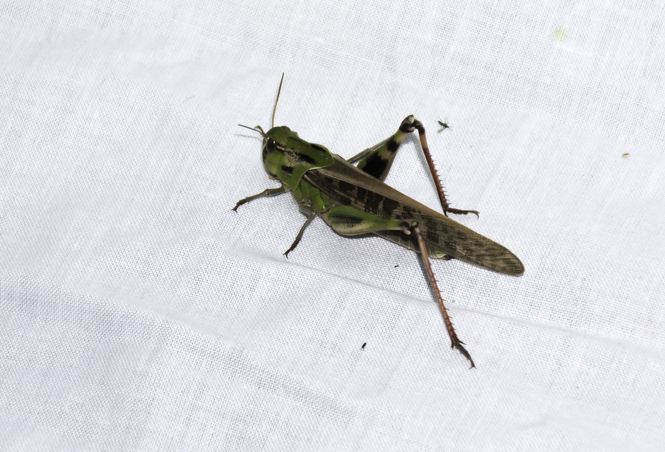 Locusta migratoria - keleti vándorsáska