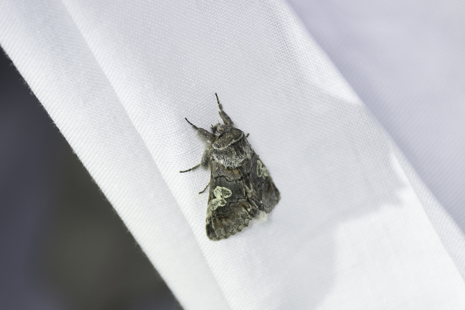 Diloba caeruleocephala - őszi kékesbagoly