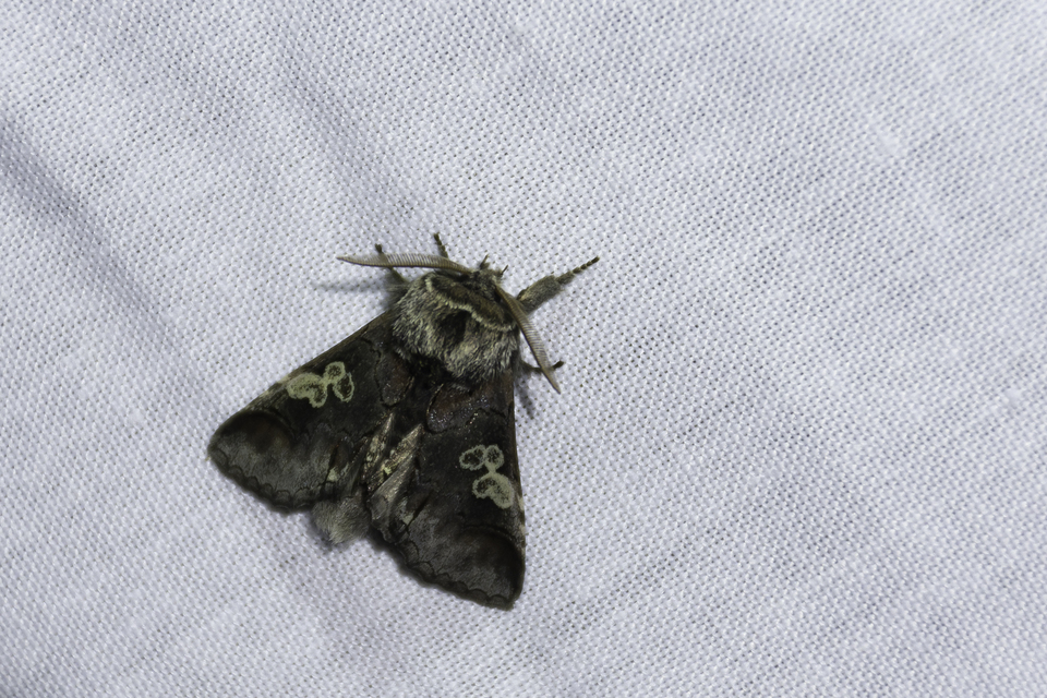 Diloba caeruleocephala - őszi kékesbagoly
