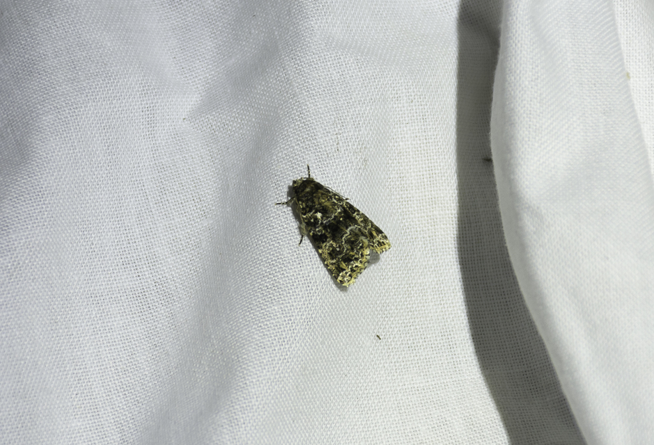 Callopistria latreillei - gyöngypettyes bagoly