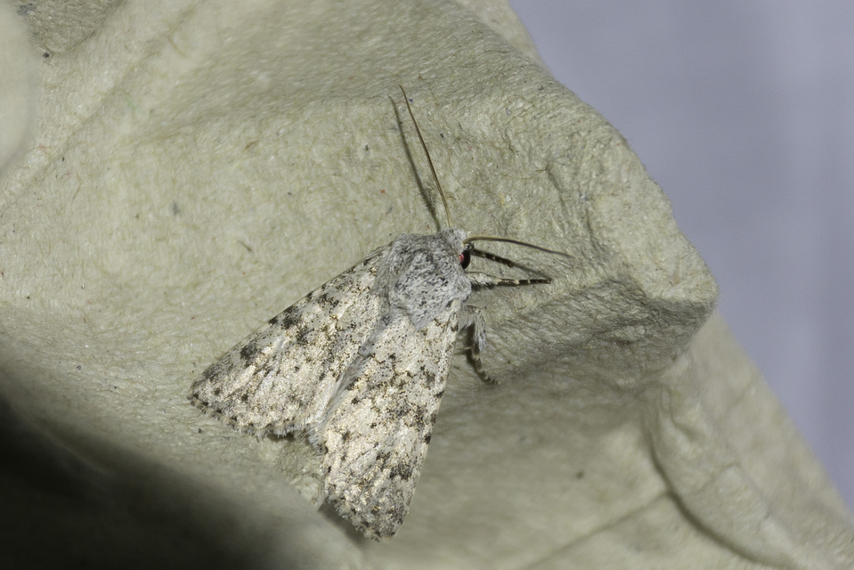 Aporophyla canescens