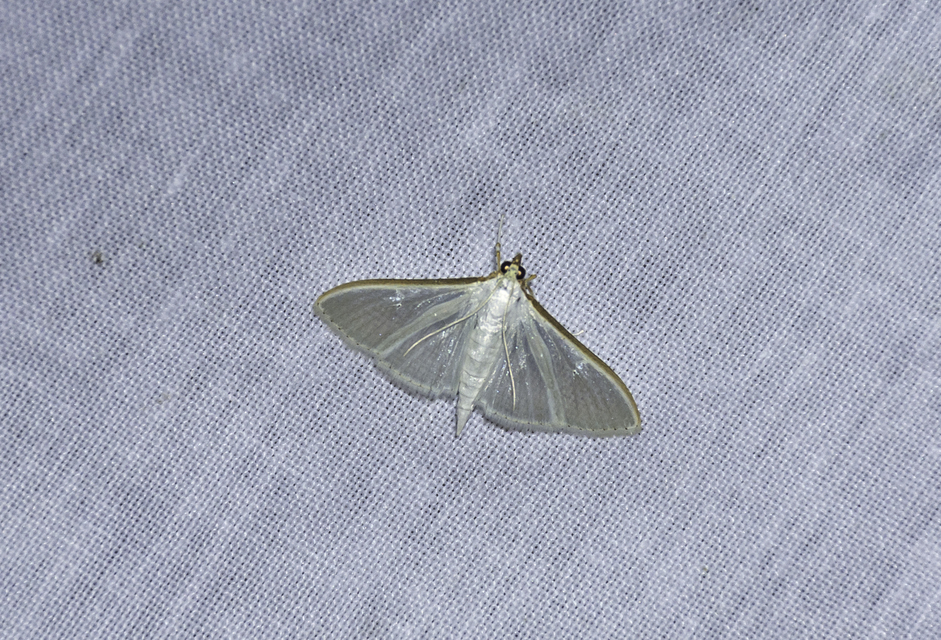 Palpita vitrealis - hófehér tűzmoly