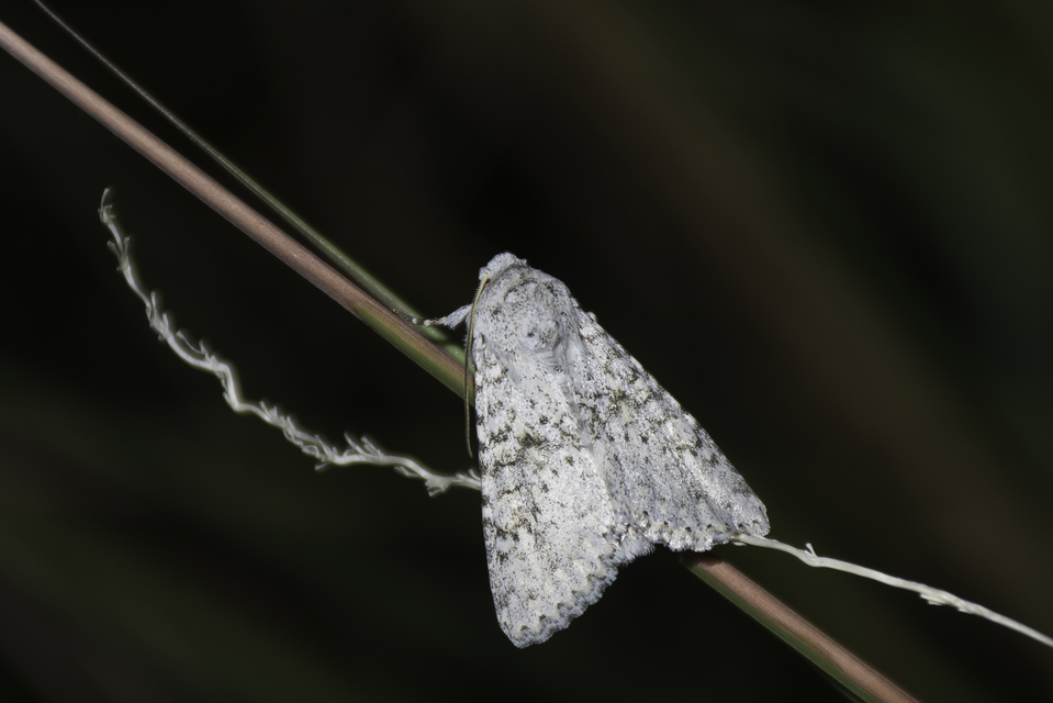 Aporophyla canescens