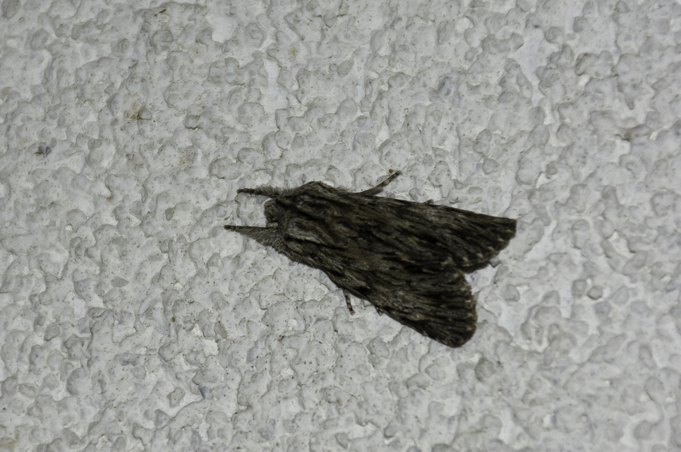 Asteroscopus sphinx - csillagnéző bundásbagoly