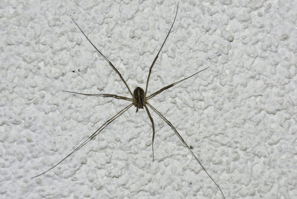 Opilio saxatilis