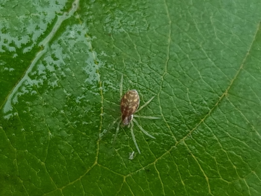 Nigma flavescens - vöröslő hamvaspók