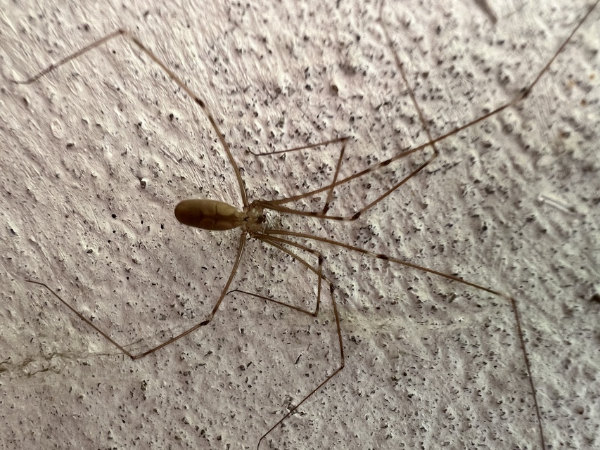 Pholcus phalangioides - nagy álkaszáspók Pholcus phalangioides - nagy álkaszáspók