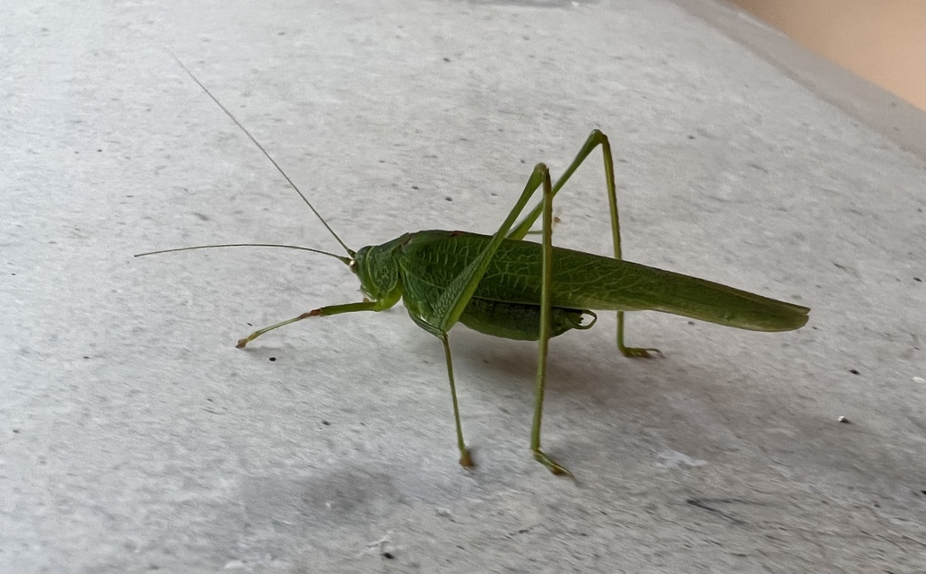 Phaneroptera nana - pontozott repülőszöcske