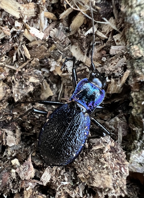Carabus intricatus - kék laposfutrinka