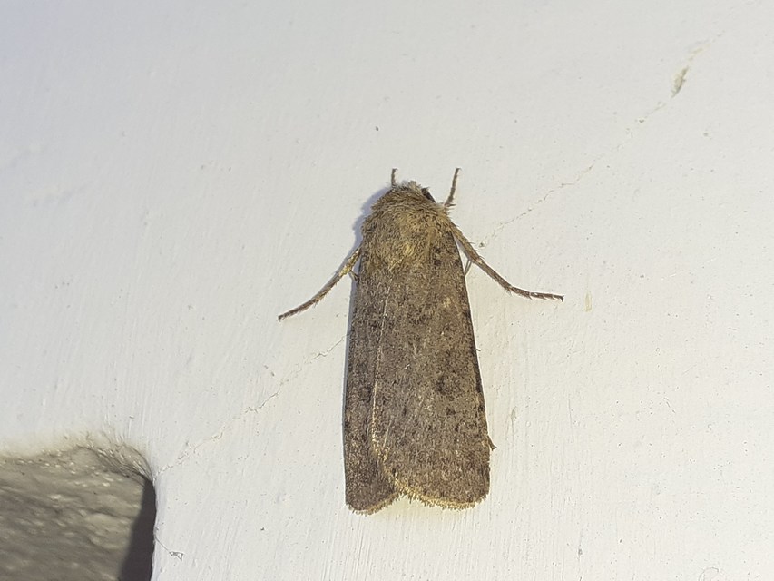 Rhyacia simulans - hamvas földibagoly