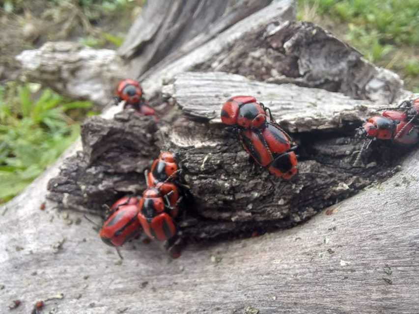 Entomoscelis adonidis - repce-honvédbogár