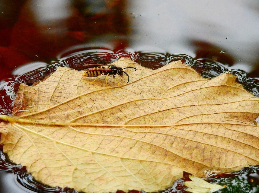 Vespula vulgaris - kecskedarázs