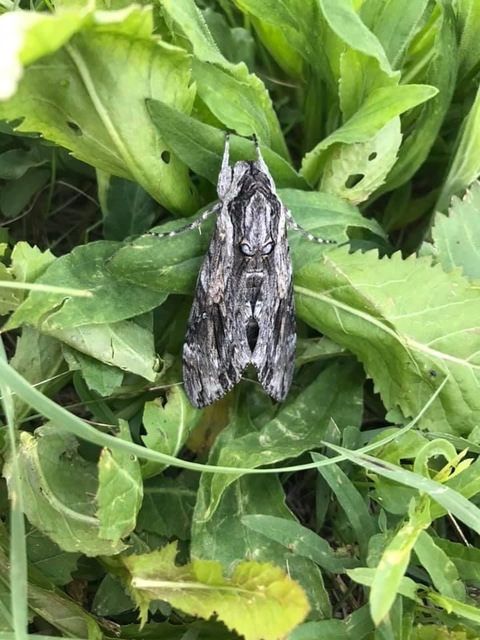 Agrius convolvuli - szulákszender