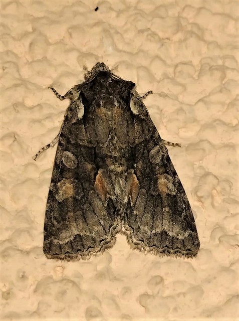 Dichonia convergens - őszi tölgybagoly