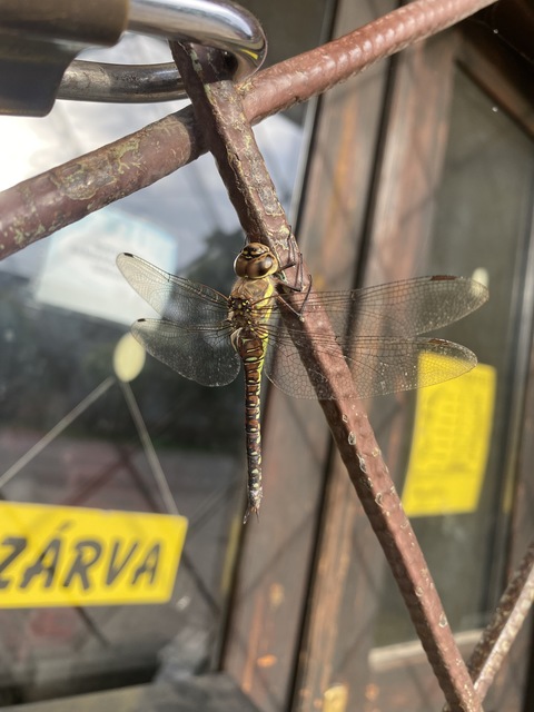 Aeshna mixta - kései karcsúacsa