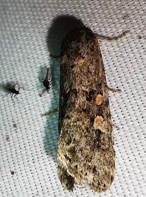 Spodoptera exigua - apró jegyesbagoly