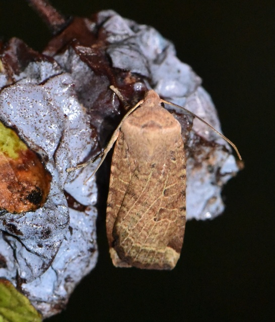 Conistra veronicae - veronika-őszibagoly