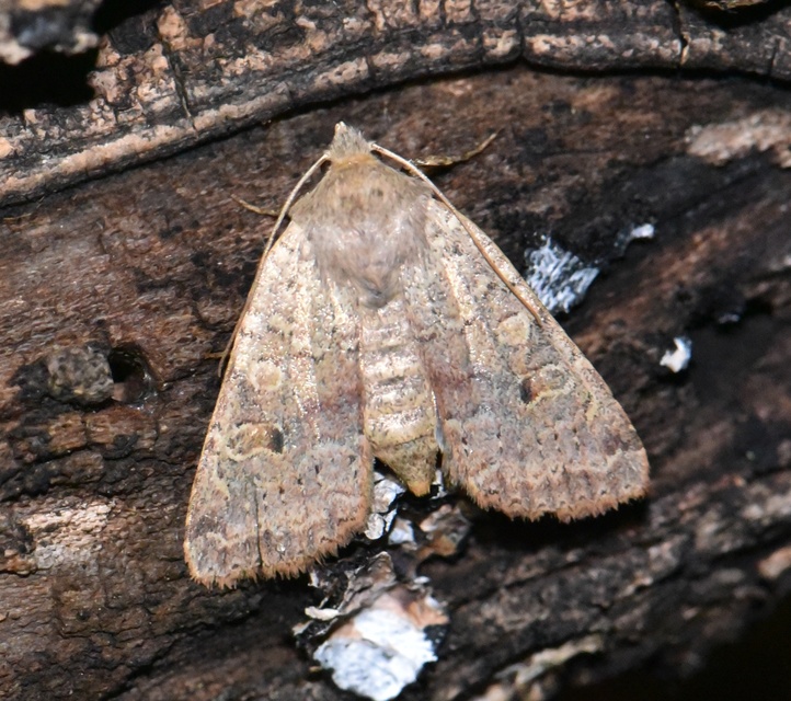 Propenistra laevis - könnyű őszibagoly