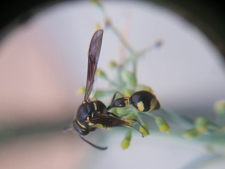 Eumenes coronatus