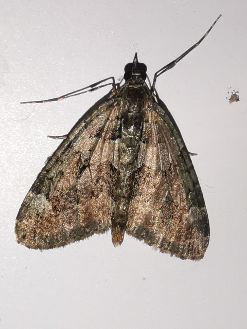 Chloroclysta siterata - salátazöld araszoló