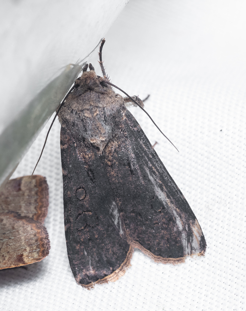 Agrotis segetum - vetési földibagoly