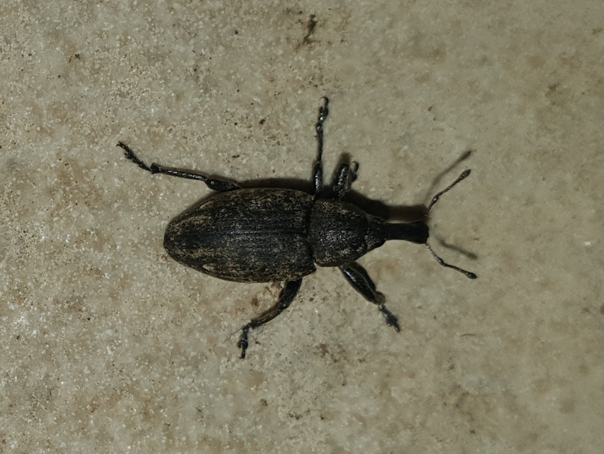 Lepyrus capucinus - pettyes fűzormányos